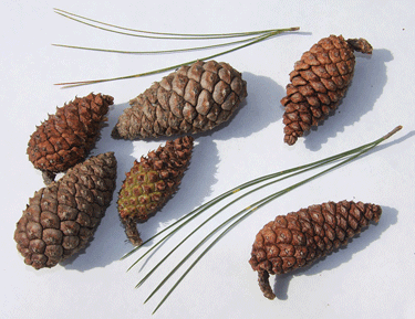 Pinus occidentalis