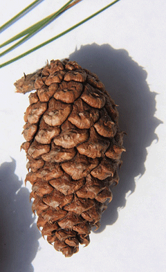 Pinus occidentalis