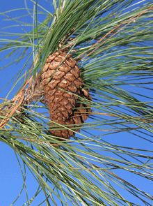 Pinus occidentalis