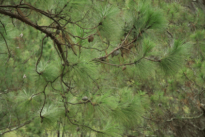 Pinus occidentalis