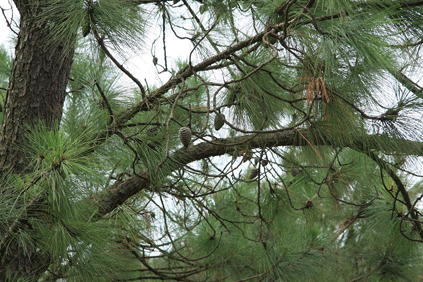 Pinus occidentalis