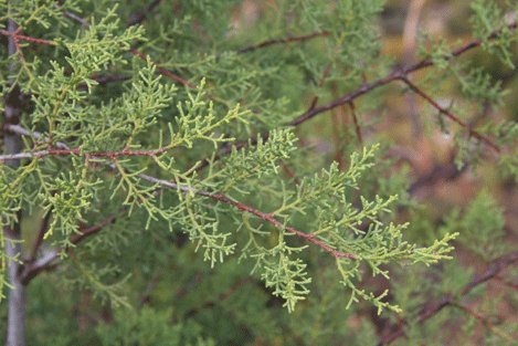 Cupressus forbesii