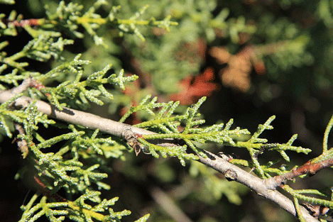 Cupressus forbesii