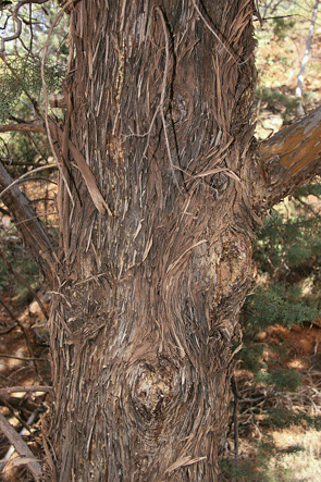 Cupressus glabra