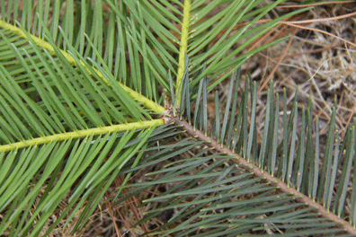 Abies flinckii