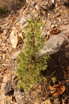 Cupressus lindleyi