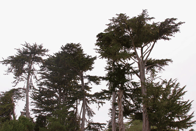 Cupressus macrocarpa