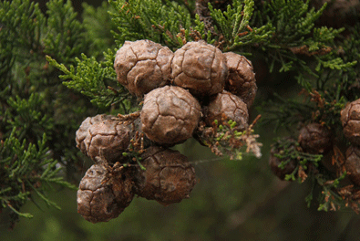 Cupressus macrocarpa