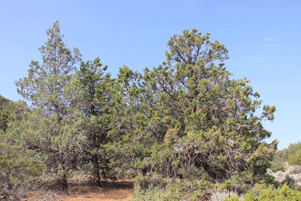 Cupressus nevadensis
