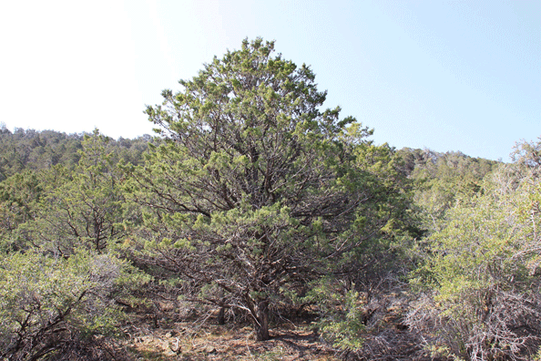 Cupressus nevadensis