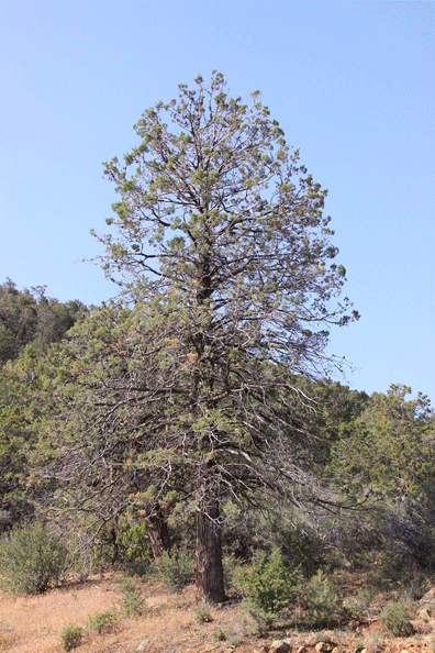 Cupressus nevadensis