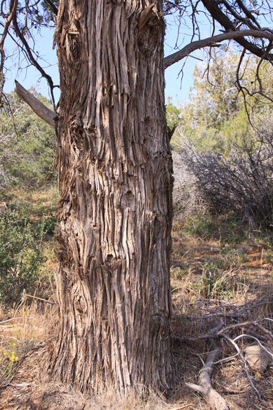 Cupressus nevadensis