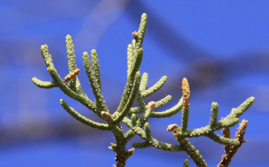 Cupressus nevadensis