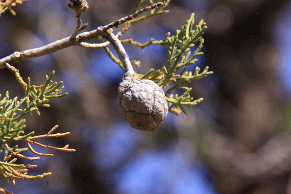 Cupressus nevadensis