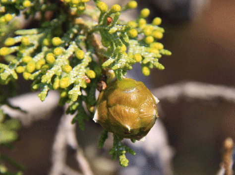 Cupressus nevadensis