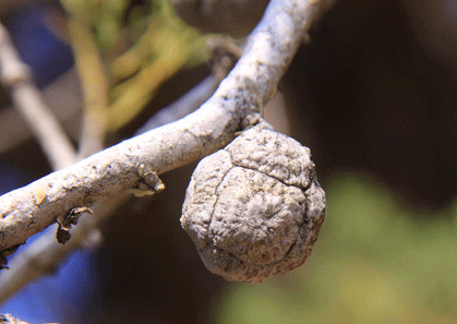 Cupressus nevadensis