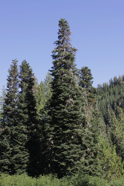 Abies amabilis