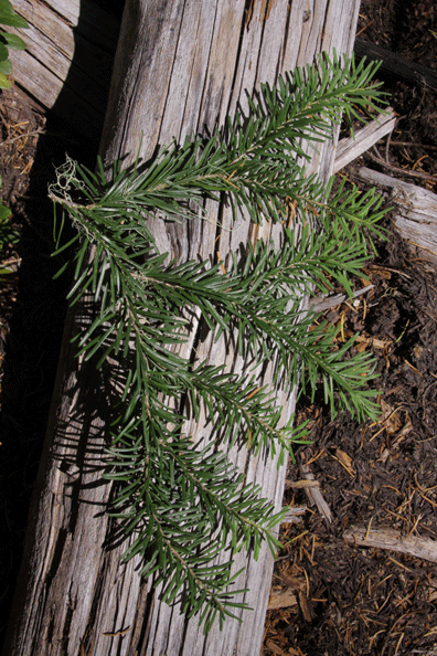 Abies amabilis