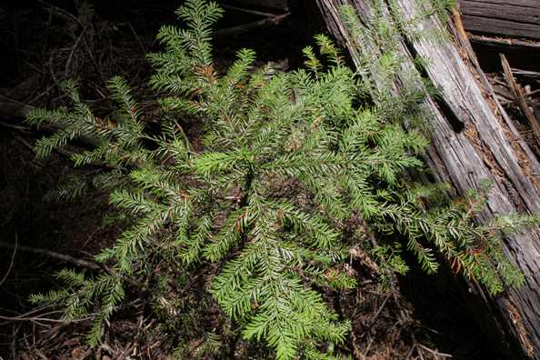 Abies amabilis