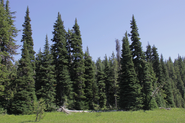 Abies lasiocarpa