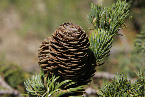 Abies lasiocarpa