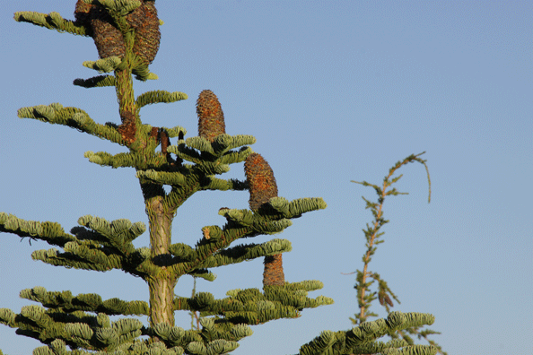 Abies procera