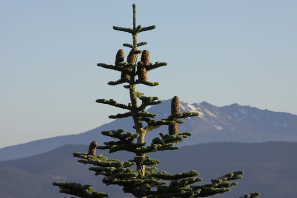 Abies procera