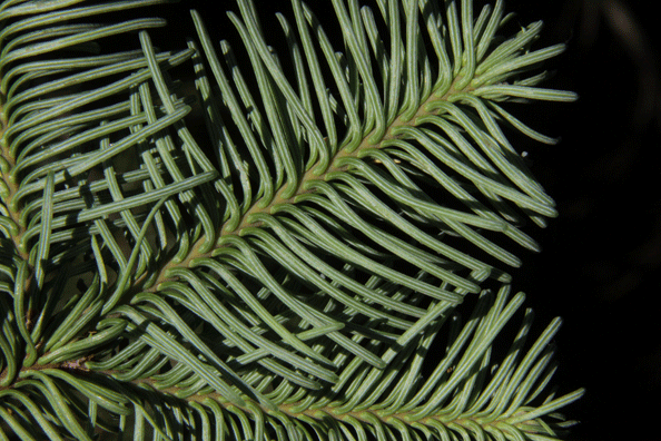 Abies procera
