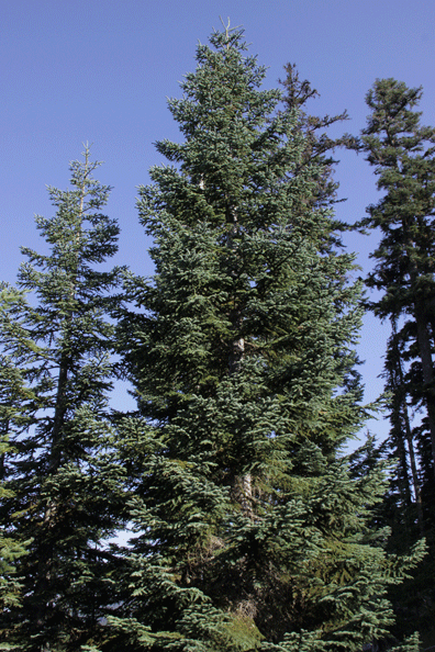 Abies procera