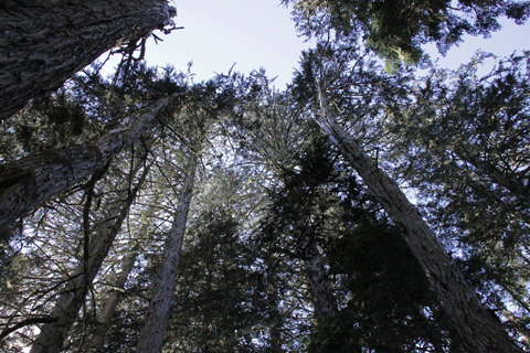 Cupressus nootkatensis