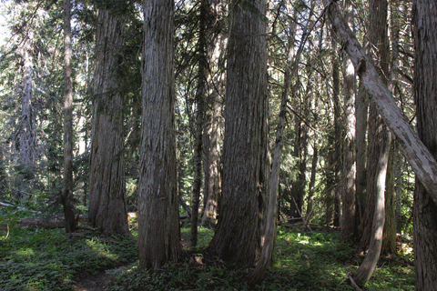 Cupressus nootkatensis