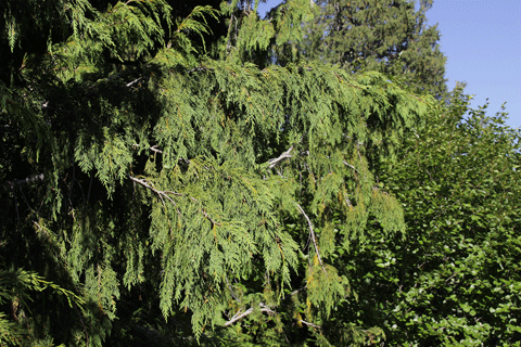 Cupressus nootkatensis