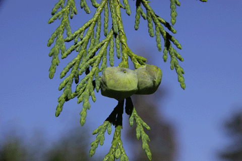 Cupressus nootkatensis