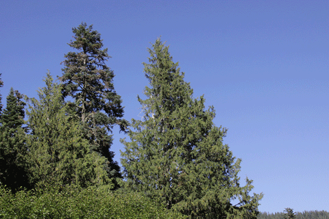 Cupressus nootkatensis