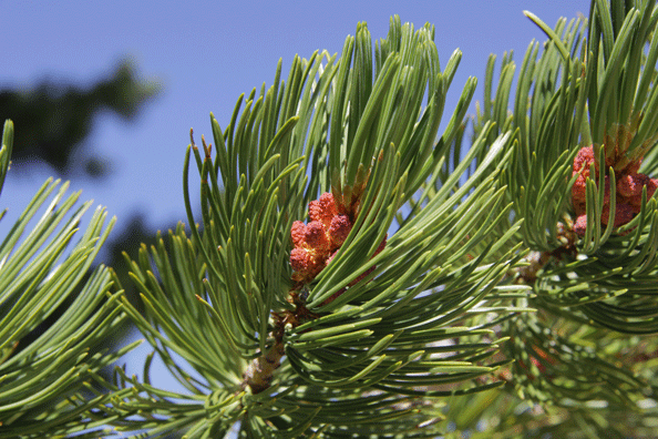 Pinus albicaulis