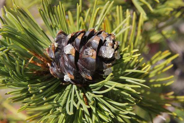 Pinus albicaulis