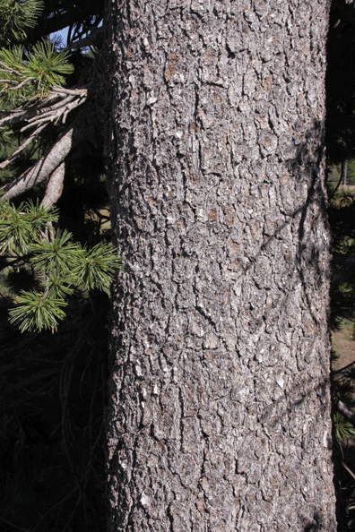 Pinus albicaulis