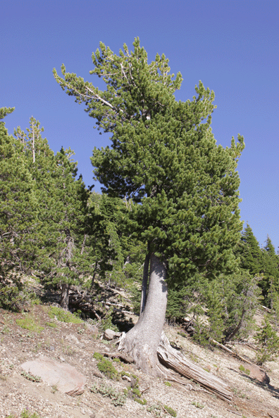 Pinus albicaulis