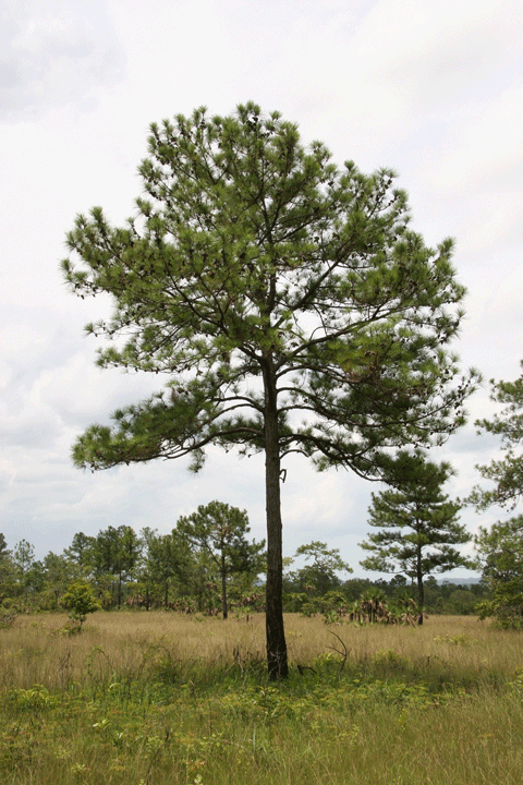 Pinus hondurensis