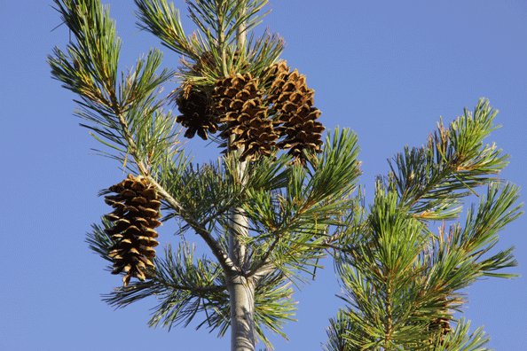 Pinus monticola