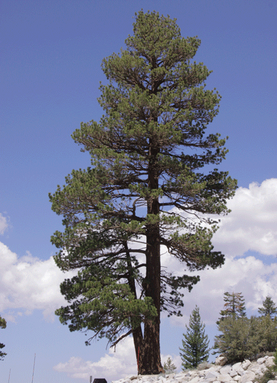 Pinus washoensis
