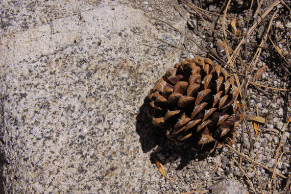 Pinus washoensis