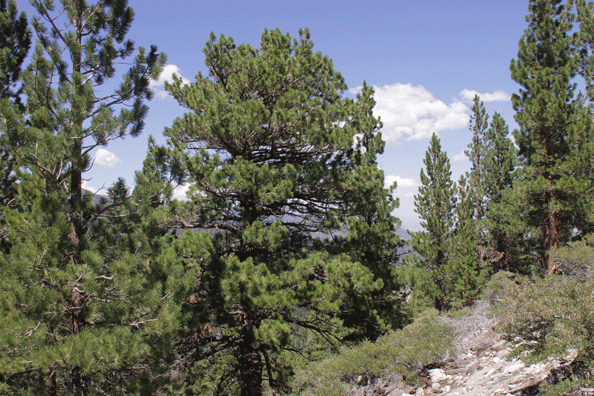 Pinus washoensis