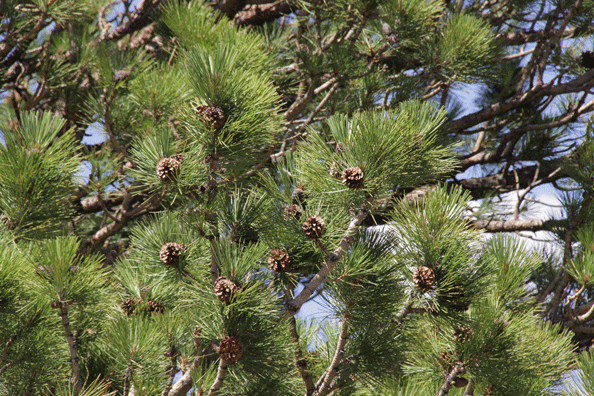 Pinus washoensis
