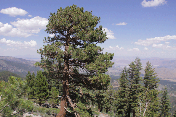 Pinus washoensis