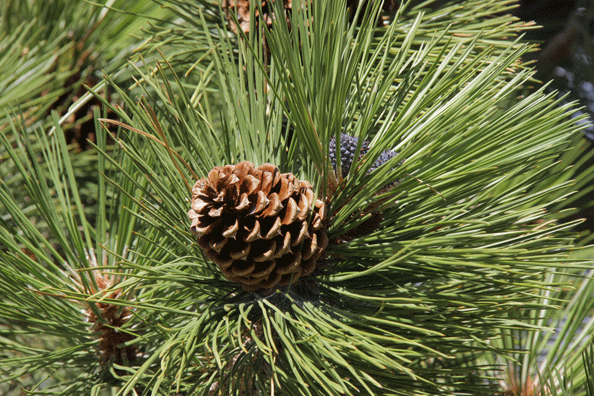 Pinus washoensis