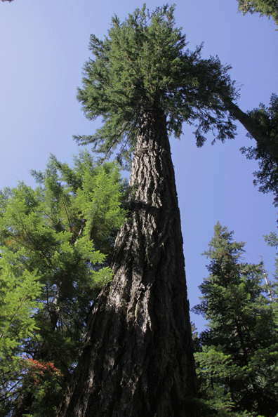 Pseudotsuga menziesii