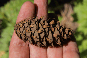 Pseudotsuga menziesii