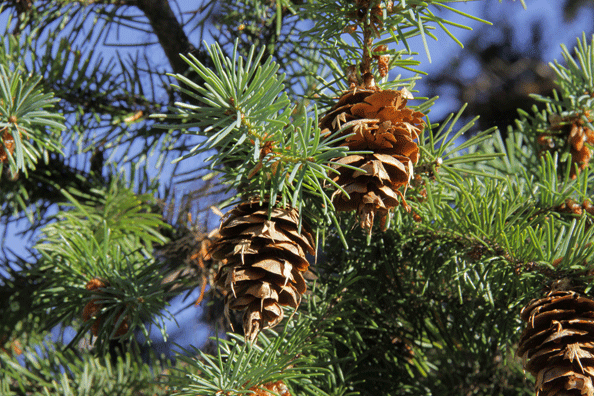 Pseudotsuga menziesii