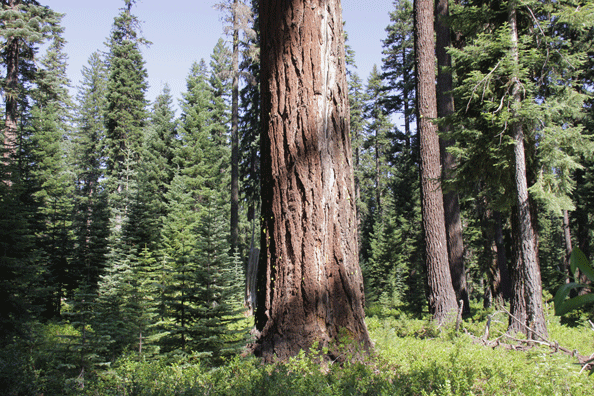 Pseudotsuga menziesii